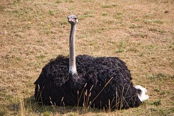 Un oiseau vraiment robuste