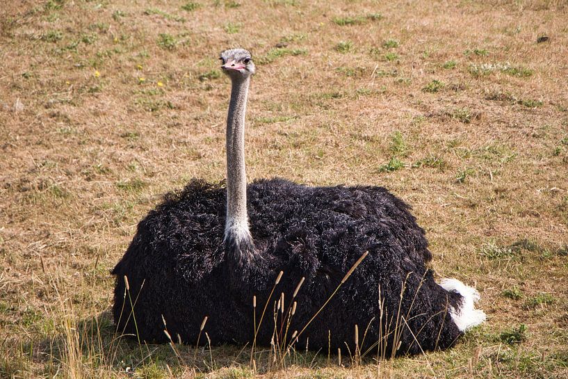 Un oiseau vraiment robuste par Natuurpracht   Kees Doornenbal