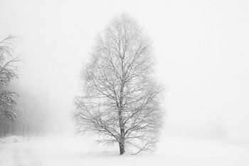 WINTER', Bäume im Nebel. Schwarz-Weiß-Fotografie.
