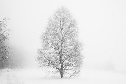 'WINTER', bomen in de mist. Zwart-wit fotografie.