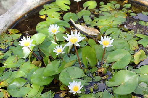 Indonesië: White Flowers