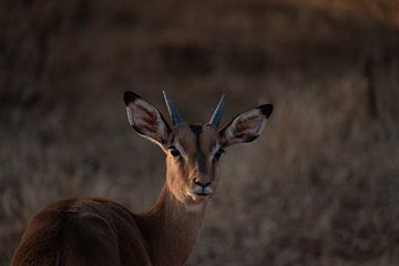 Impala Kruger Park van Sander Huizinga