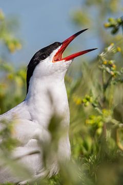 Birds | Common Tern Netherlands von Servan Ott