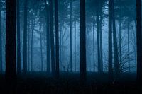 Misty Morning
