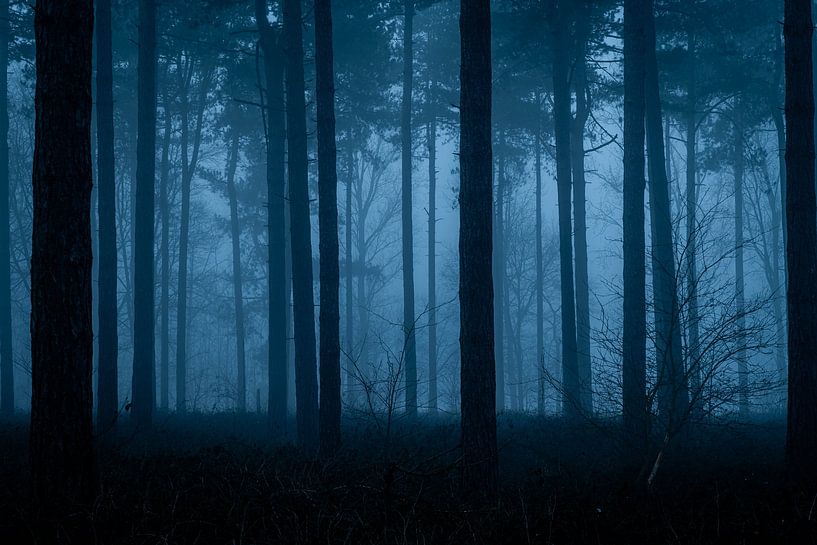 Misty Morning by Stefan Bauwens Photography