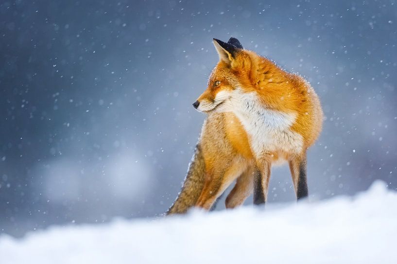 renard roux par Pim Leijen