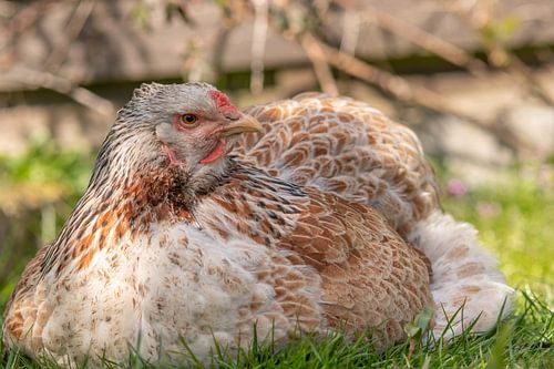 Brahma zalm kleuring relaxend in het gras