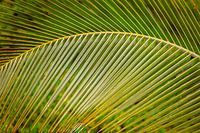Tropical Symmetry