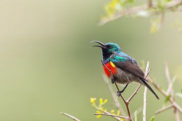 Dubbelbandzonnediefje (Cinnyris afer) van Dirk Rüter