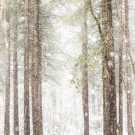 Herperduin d'hiver. sur Ron van der Stappen