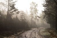 Morgenspaziergang mit Hund im Wald