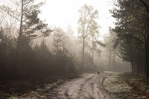 Morning walk with dog in forest