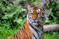 Portrait Tiger