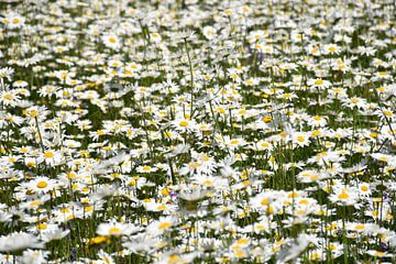 A field of daisy flowers by Claude Laprise