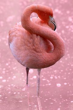 Flamingo van Jan Schuler