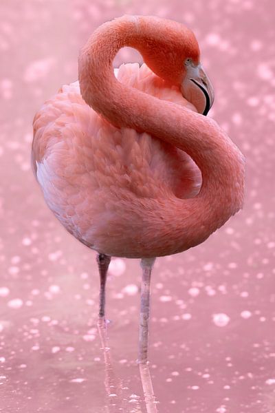 Flamingo by Jan Schuler