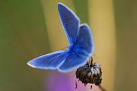 Beek blauwtje (vlinder)