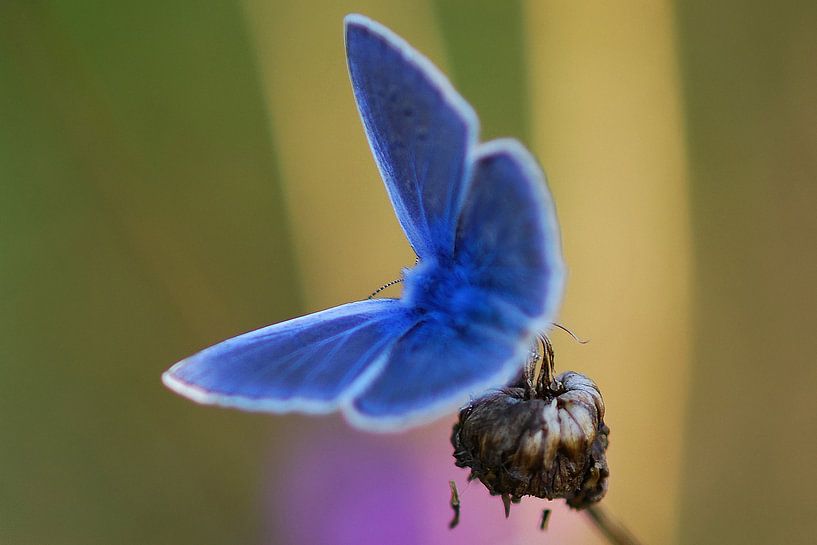 Beek blauwtje (vlinder) van Gabsor Fotografie
