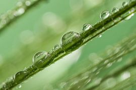 Drops on a sprite by Marjolijn van den Berg