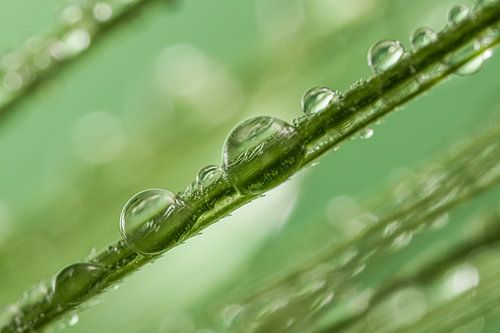 Biophilic: Druppels aan een sprietje