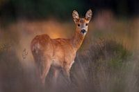Ree in der Abendsonne