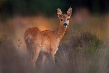 Ree in der Abendsonne