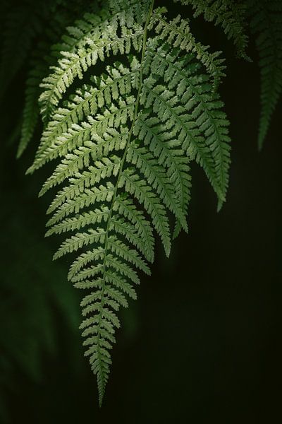 Forest Whispering - Botanical Fern Photo by Marika Huisman fotografie