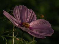 Cosmea
