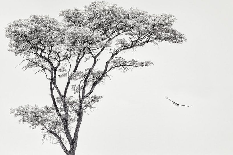 l'aigle africain, Piet Flour par 1x