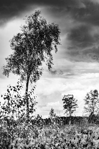 Tree Sprokkelweg Holten Nijverdal. by Frank Slaghuis