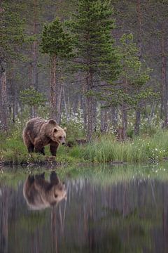Bear by Larissa Rand