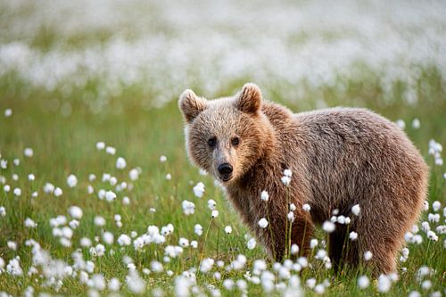 Jonge bruine beer (Ursus arctos)