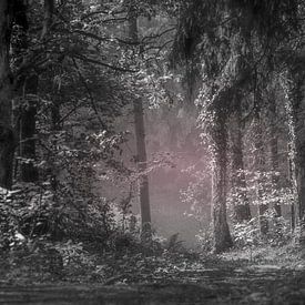 zwartwit foto van bos in ochtendschemer van Teo Goudriaan