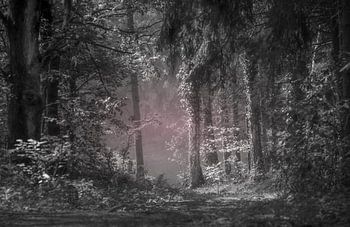 photo noir et blanc de la forêt au crépuscule du matin