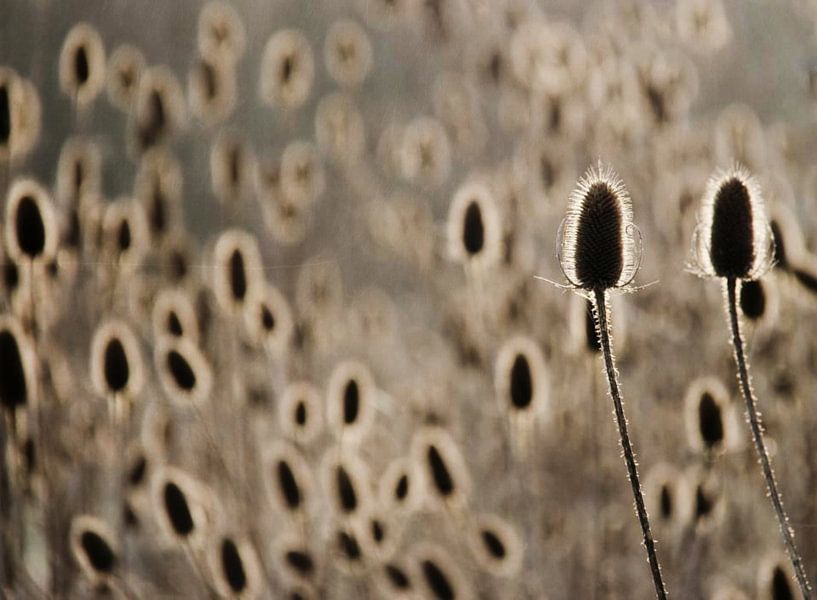 cardamom bulbs by Annemieke van der Wiel