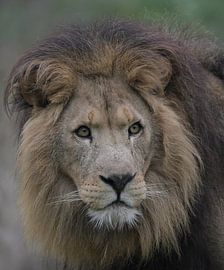 König der Löwen von René Beijer