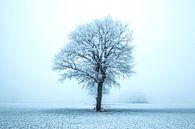 einsamer Baum im Winter von Gert Hilbink Miniaturansicht