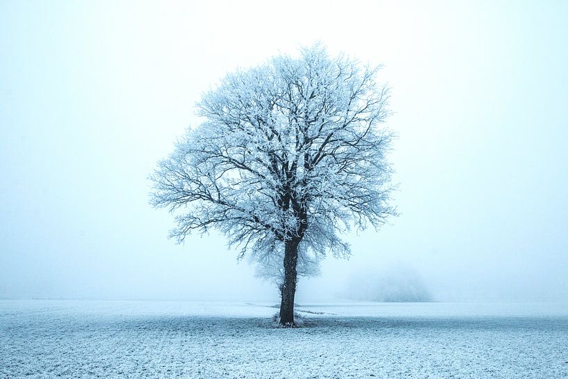 einsamer Baum im Winter von Gert Hilbink