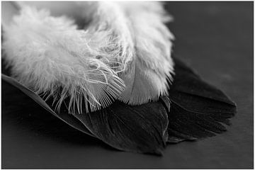 White feathers, black feathers by Hetwie van der Putten