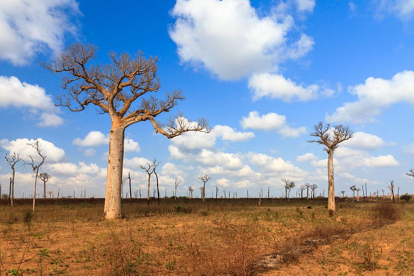 Baobab wolken von Dennis van de Water