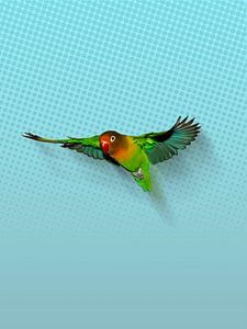 Fliegenden Agapornis