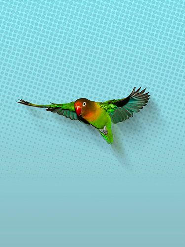 Vliegende agapornis