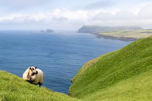 Moutons islandais dans les îles Westman