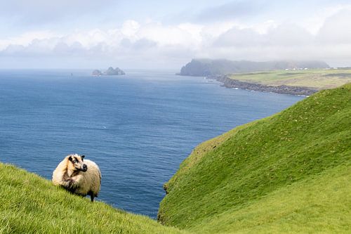 IJslands schaap op de Westmaneilanden