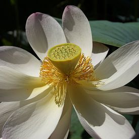 Lotus geluksbloem van Ronald Piters