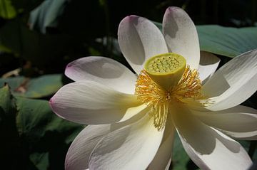 Lotus geluksbloem van Ronald Piters