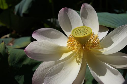 Lotus Glücksblume