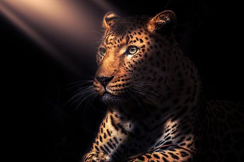 beautiful light on a panther by Bert Hooijer