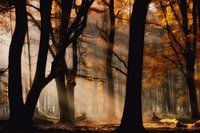 Herfstlicht