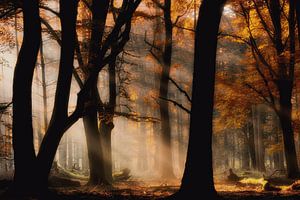 Lumière d'automne sur Jan Paul Kraaij